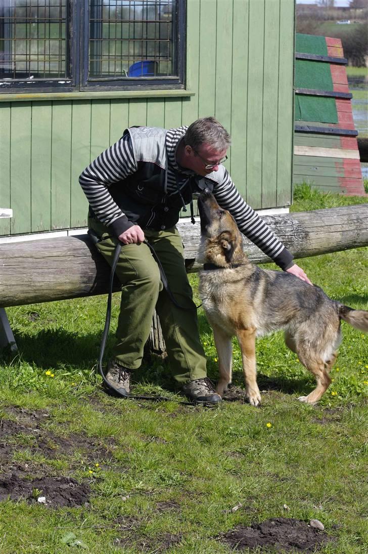 Schæferhund Honey billede 3