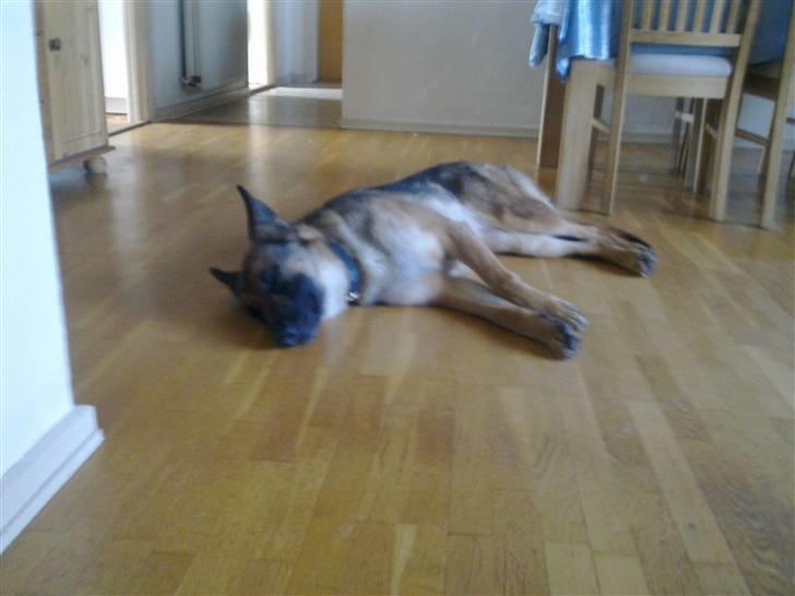 Schæferhund Honey billede 4