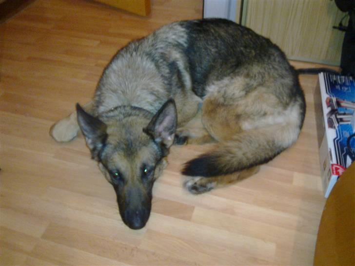 Schæferhund Honey billede 5