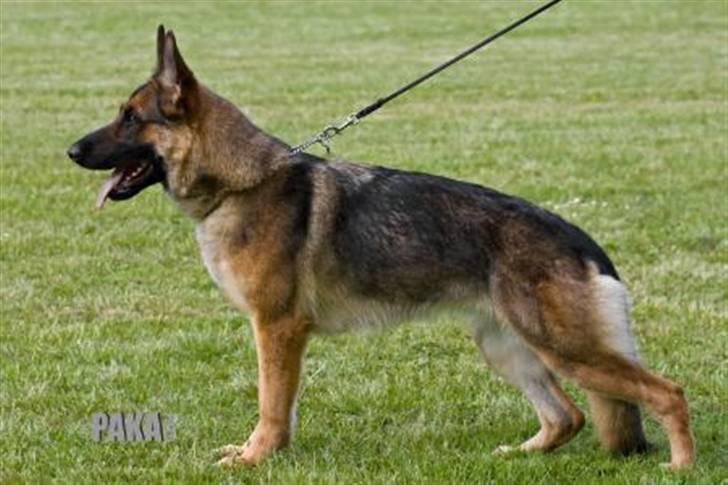 Schæferhund Honey billede 6