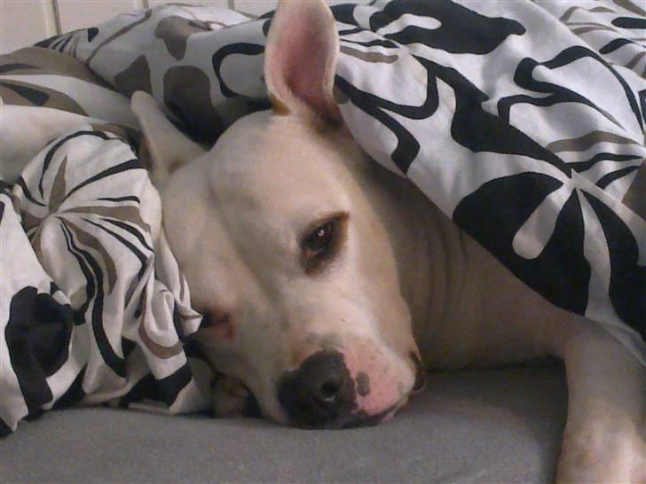 Amerikansk staffordshire terrier kaya billede 16