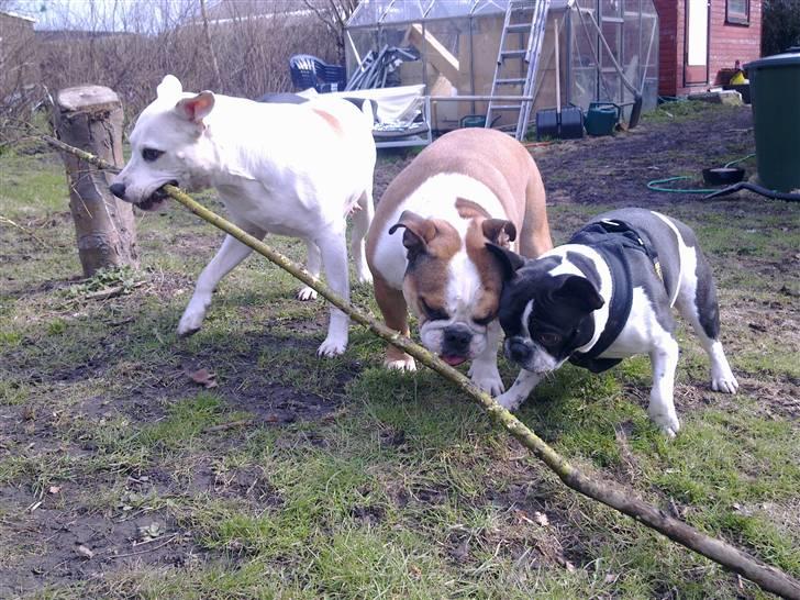 Amerikansk staffordshire terrier kaya billede 17