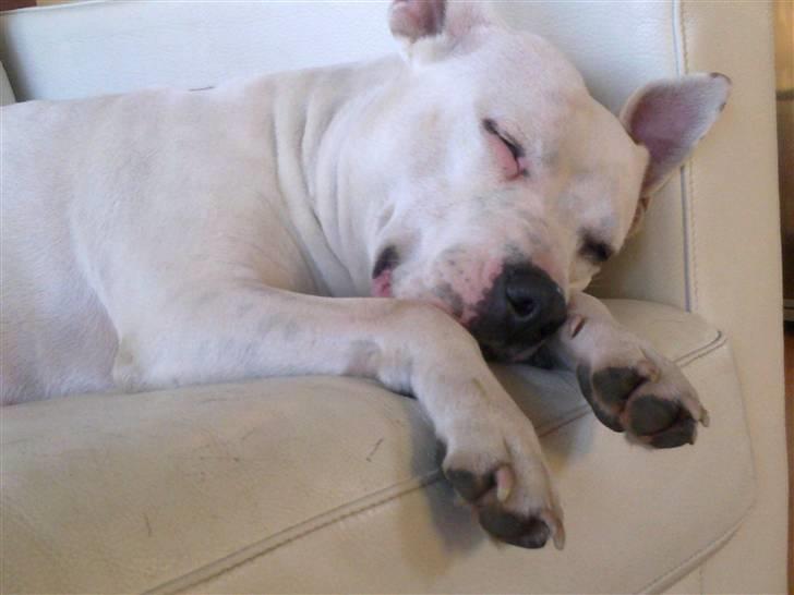 Amerikansk staffordshire terrier kaya billede 18