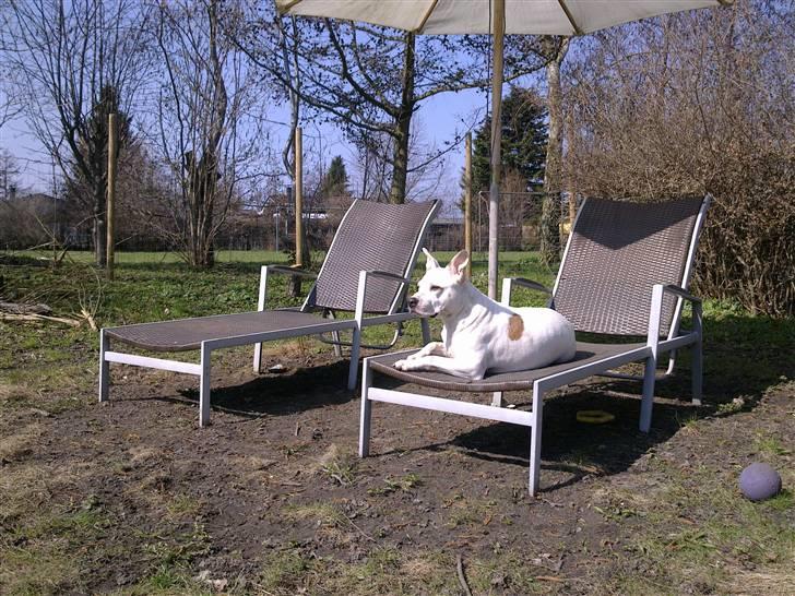 Amerikansk staffordshire terrier kaya billede 19