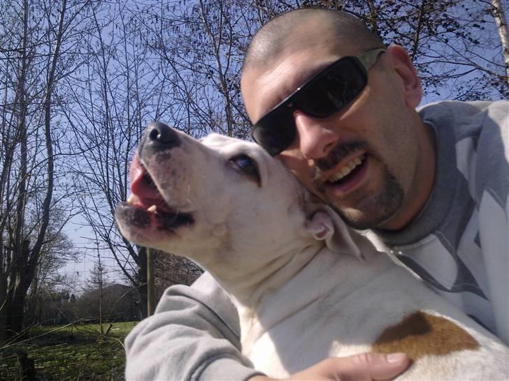 Amerikansk staffordshire terrier kaya billede 20