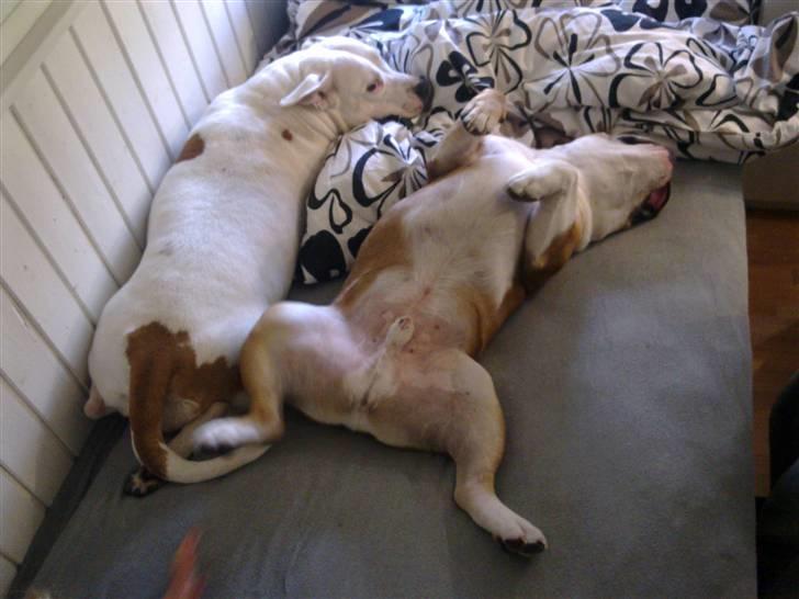 Engelsk bulldog basse aka brum-bassen billede 12