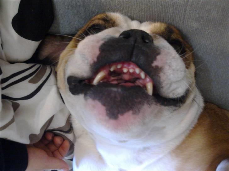 Engelsk bulldog basse aka brum-bassen billede 14