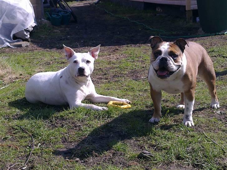 Engelsk bulldog basse aka brum-bassen billede 15