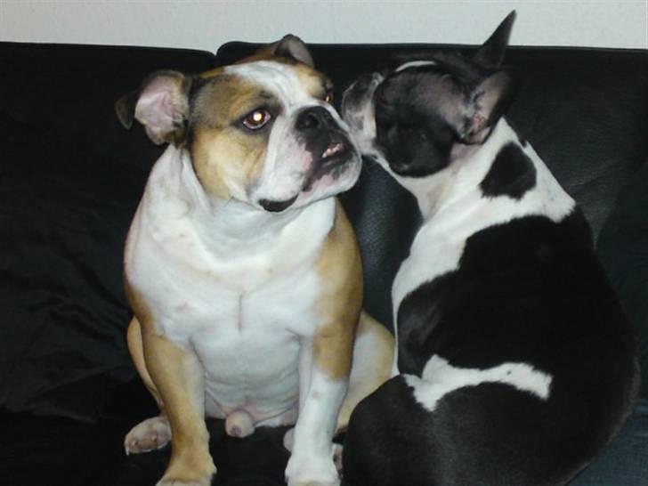 Engelsk bulldog basse aka brum-bassen billede 16