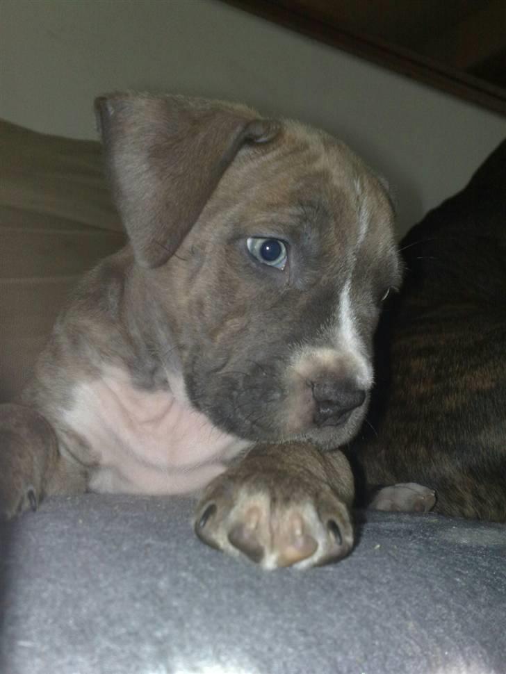 Amerikansk staffordshire terrier Emma billede 18