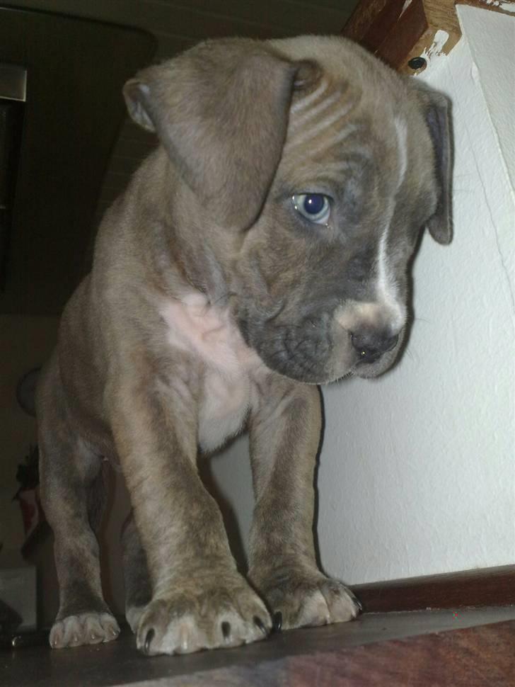 Amerikansk staffordshire terrier Emma billede 19