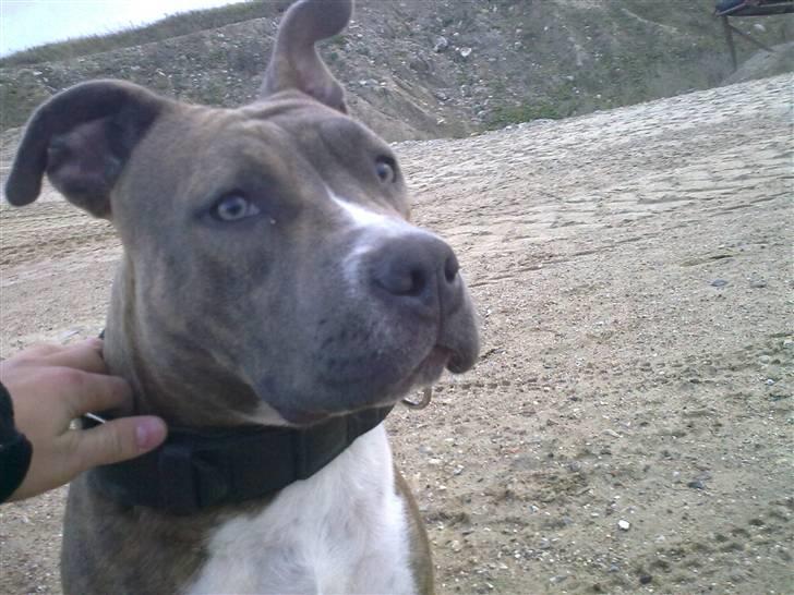 Amerikansk staffordshire terrier Emma billede 20