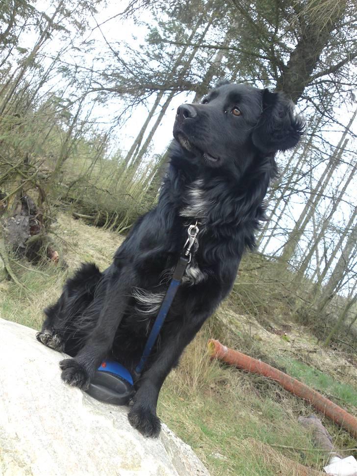 Blanding af racer Bølle billede 8