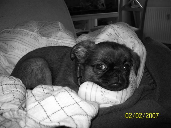 Griffon petit brabancon Hulbebo's Felix billede 8