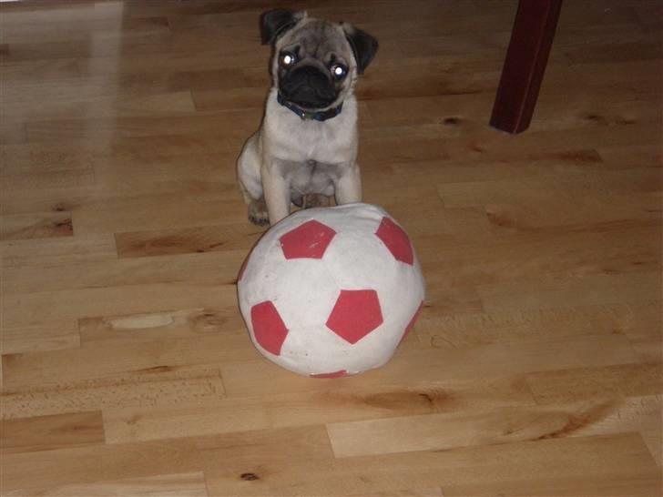 Mops Malde billede 2