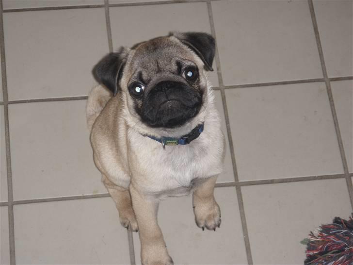 Mops Malde billede 3