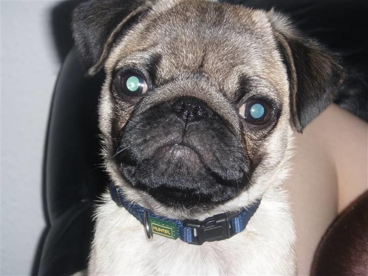 Mops Malde billede 4
