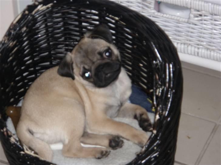 Mops Malde billede 5
