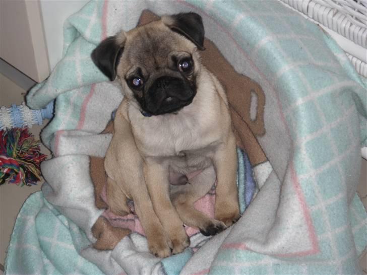 Mops Malde billede 6