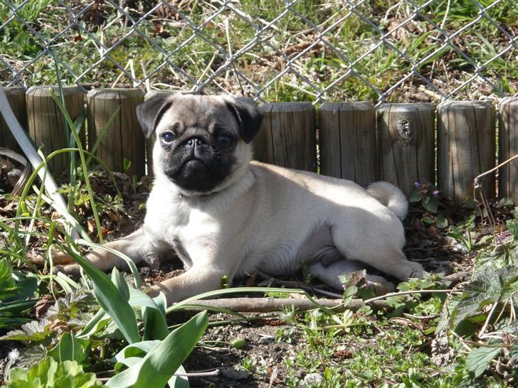 Mops Malde - Malde hygger ude i haven billede 8