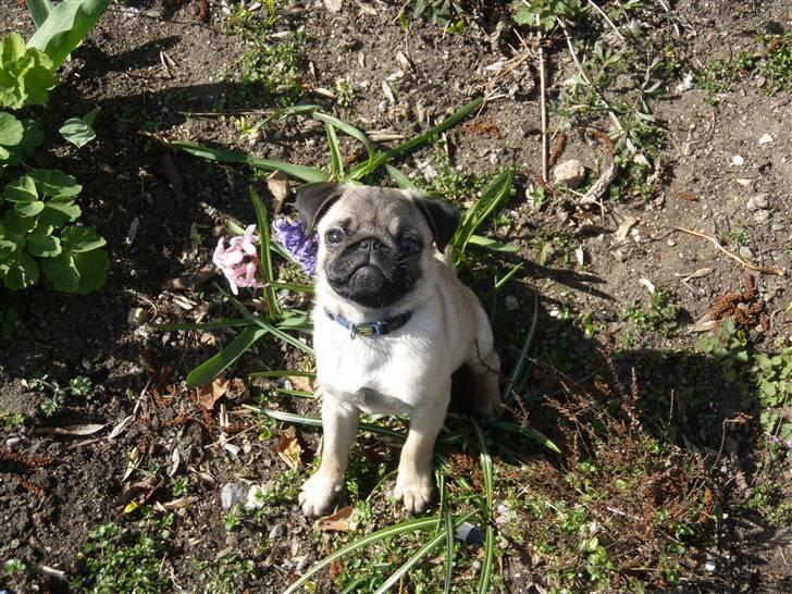 Mops Malde billede 9