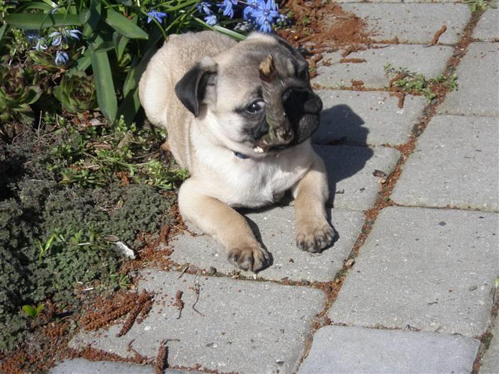 Mops Malde - Malde "ryger cigar" billede 11
