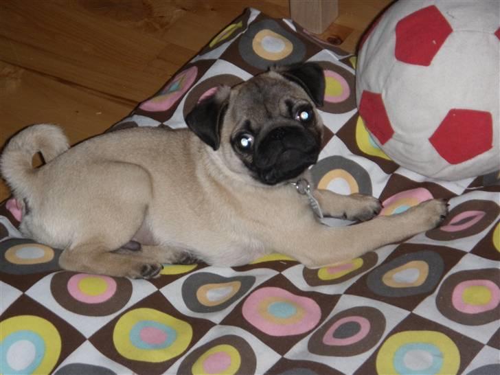 Mops Malde billede 13