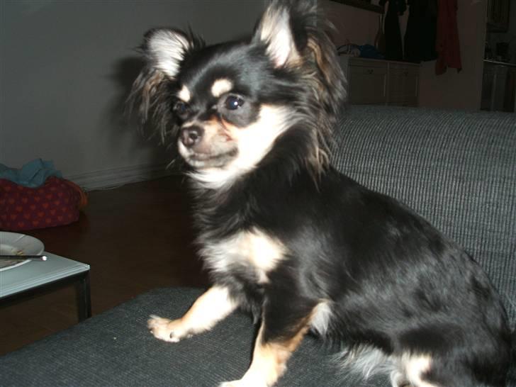 Chihuahua Lady La Luna billede 20