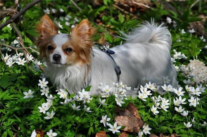 Chihuahua / papillon Viggo billede 19