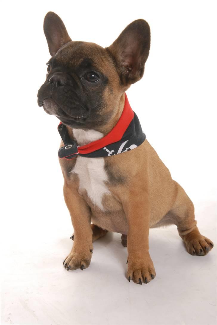 Fransk bulldog Rainbow Angels Mr Keanu - Sover trygt og godt i Far´s arme billede 1