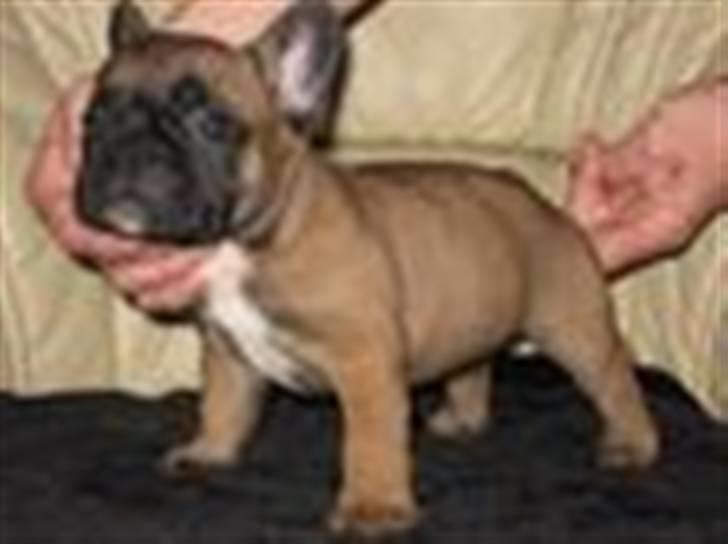 Fransk bulldog Rainbow Angels Mr Keanu - Det her var det billede min mor kiggede på da hun blev forelsket i mig<3 billede 2