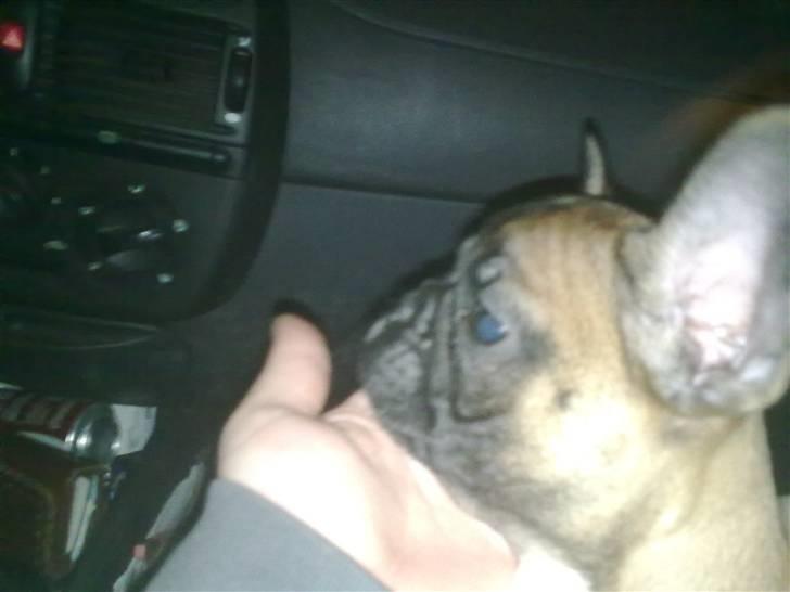 Fransk bulldog Rainbow Angels Mr Keanu - På vej hjem i bilen:-) billede 3