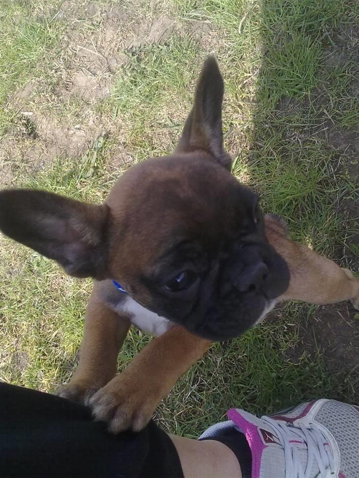 Fransk bulldog Rainbow Angels Mr Keanu - Moarrr tag mig nu op!!! billede 4