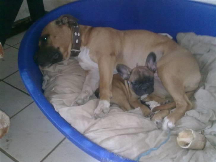 Fransk bulldog Rainbow Angels Mr Keanu - Putter med Berta min nye hunde mor billede 5