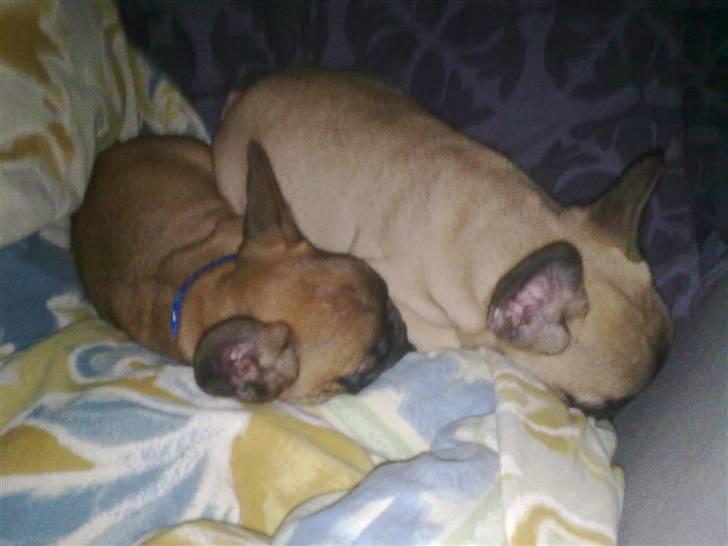 Fransk bulldog Rainbow Angels Mr Keanu - Mig og min bror, han er bare meeeget større end mig;-) billede 6