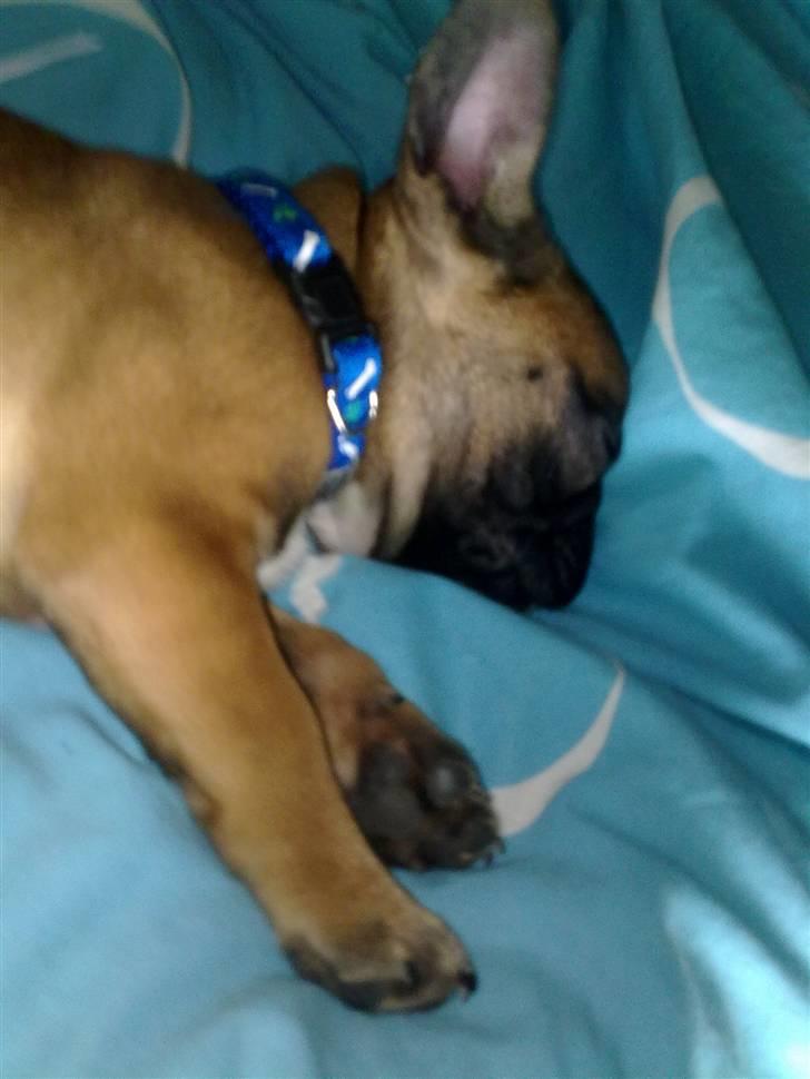 Fransk bulldog Rainbow Angels Mr Keanu billede 7