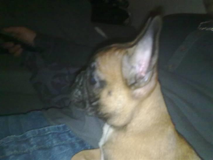 Fransk bulldog Rainbow Angels Mr Keanu billede 8