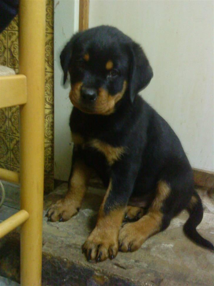 Rottweiler Felix - lille felix <3 billede 6