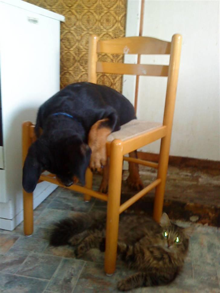Rottweiler Felix - Okai hvor gemmer katten sig... Hmmmmm hi hi billede 7
