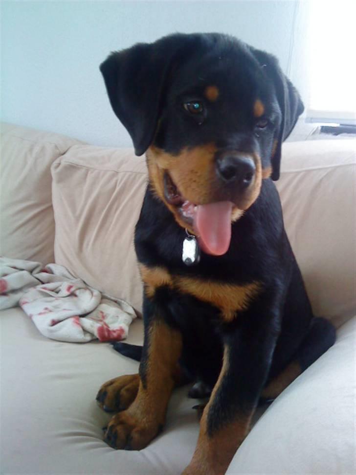 Rottweiler Felix - hey der piger hi hi billede 8