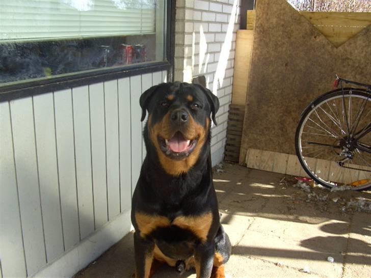 Rottweiler BusteR billede 9