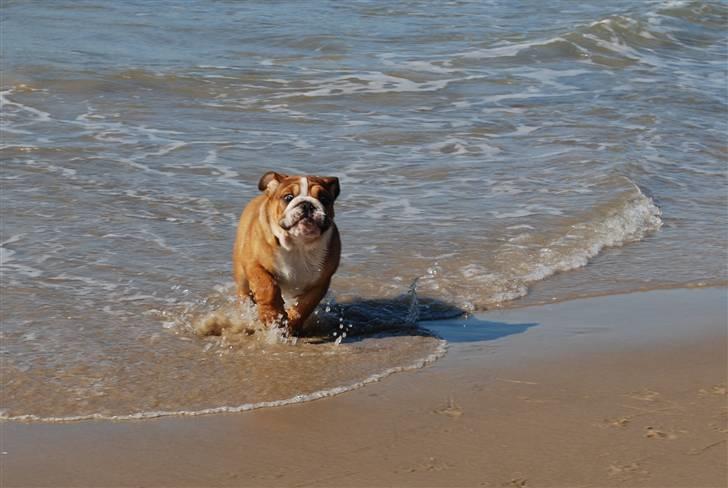 Engelsk bulldog  Asger - det er sjovt på stranden billede 8