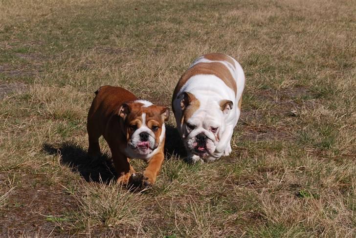 Engelsk bulldog  Asger - me and mum billede 9