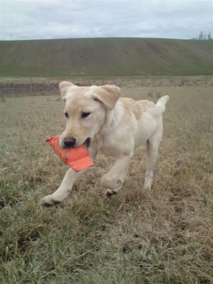 Labrador retriever Cleo - 29/3-10 . Med dummy ;) billede 14