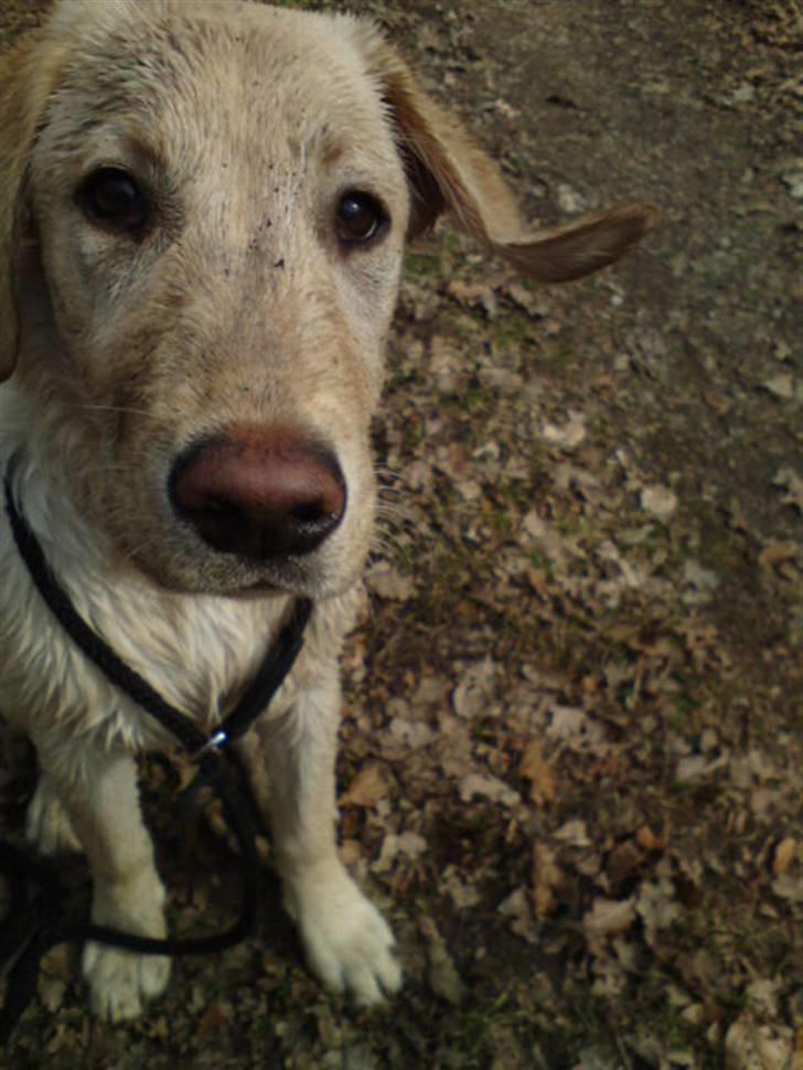 Labrador retriever Cleo - 18/4-10 .  billede 15