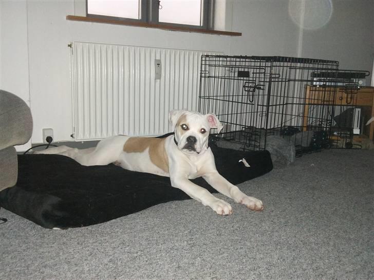 Amerikansk bulldog Balou R.I.P. billede 13