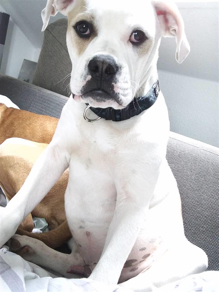 Amerikansk bulldog Balou R.I.P. billede 14