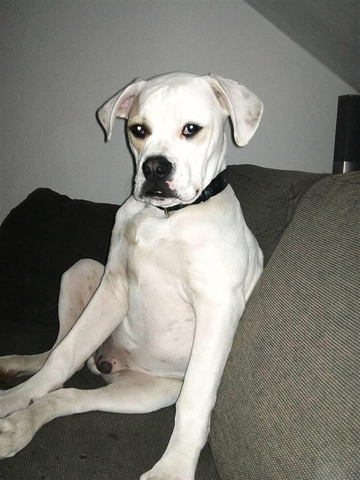 Amerikansk bulldog Balou R.I.P. billede 15