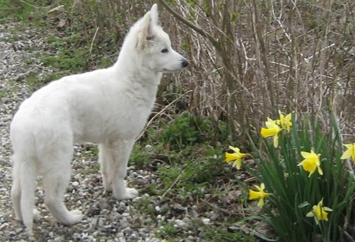 Hvid Schweizisk Hyrdehund Mimmie - Mimmi, April 2010 billede 1