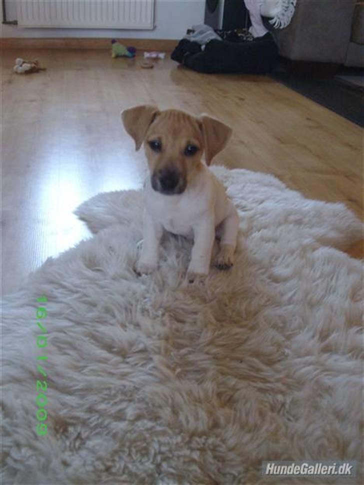 Jack russell terrier Aristo billede 11